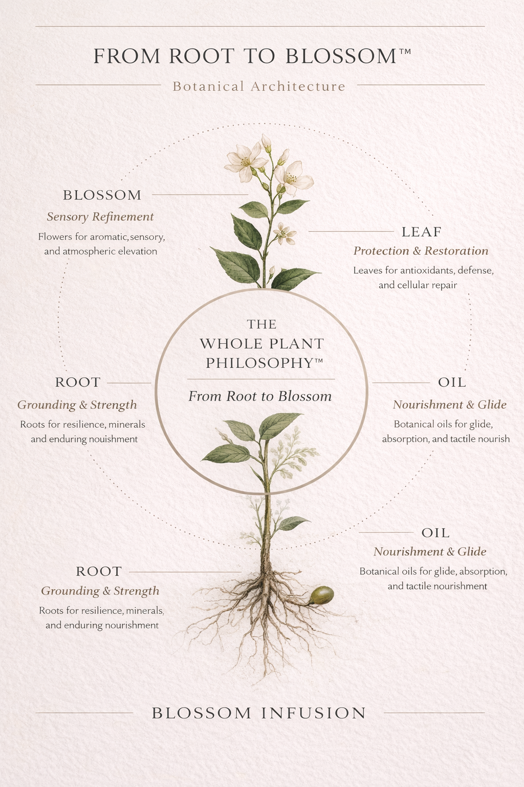 Botanical plant diagram — From Root to Blossom